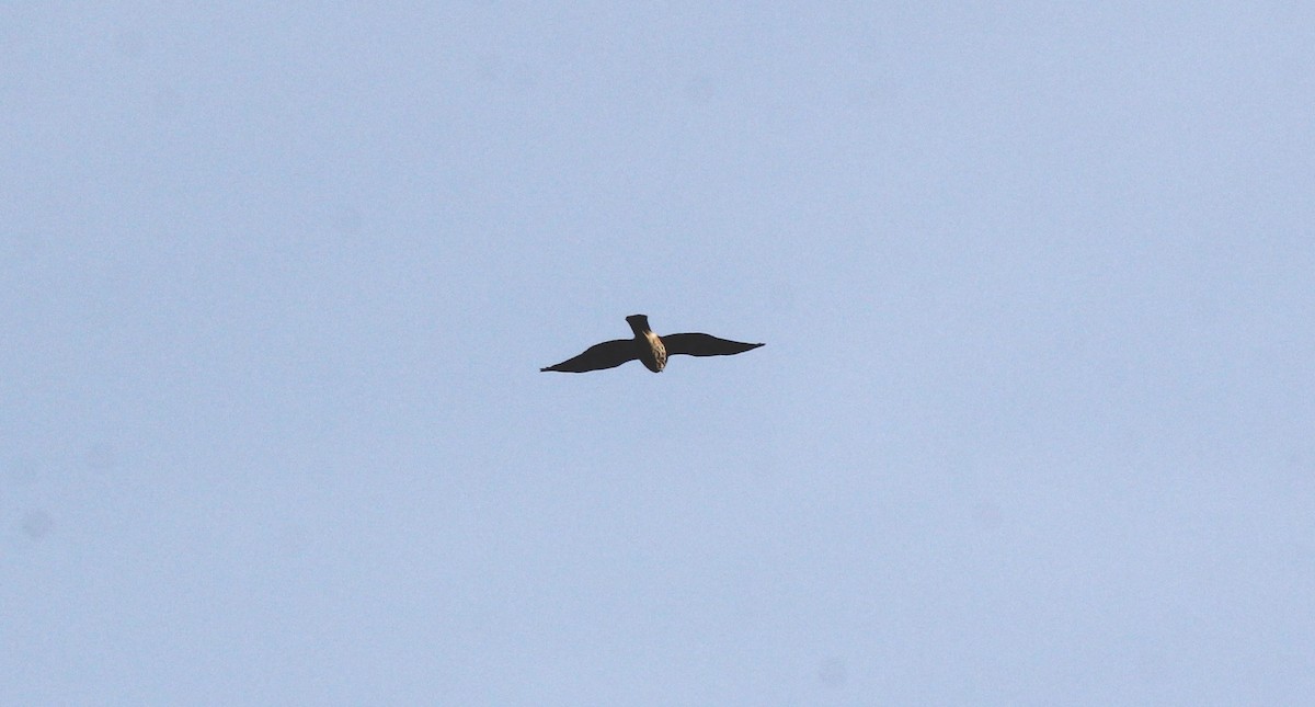 Azor/Gavilán sp.  (Accipiter sp.) - ML182189571