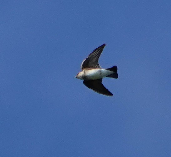 Northern Rough-winged Swallow - ML182189681