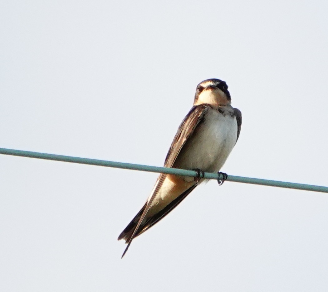 Barn Swallow - ML182189731