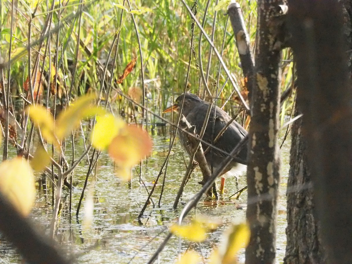 Green Heron - ML182190761