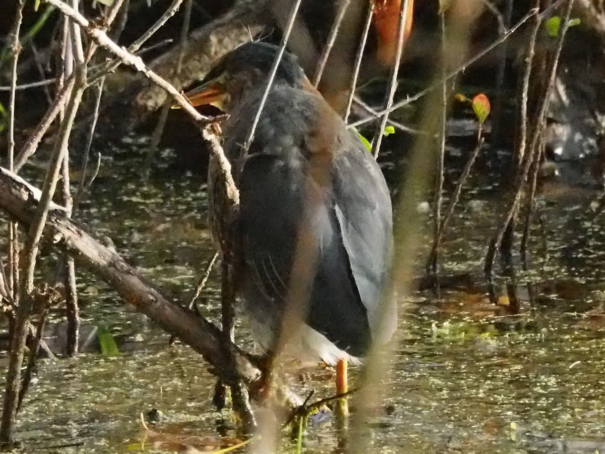 Green Heron - ML182190831