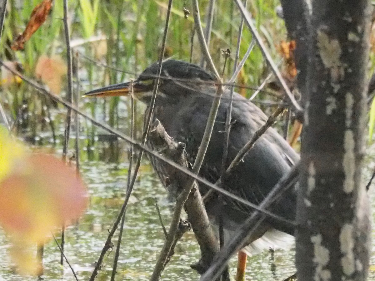 Green Heron - ML182190921