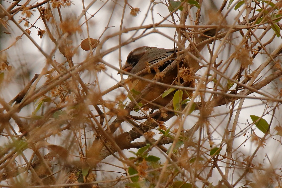 Slate-colored Grosbeak - ML182191711