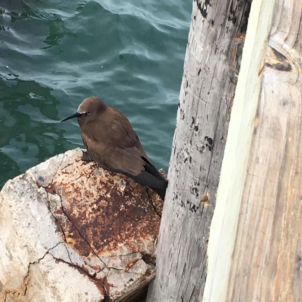 Brown Noddy - ML182192661