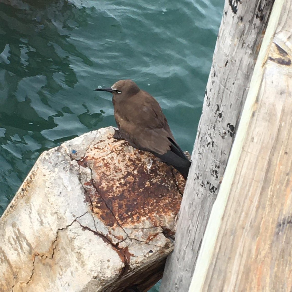 Brown Noddy - ML182192701