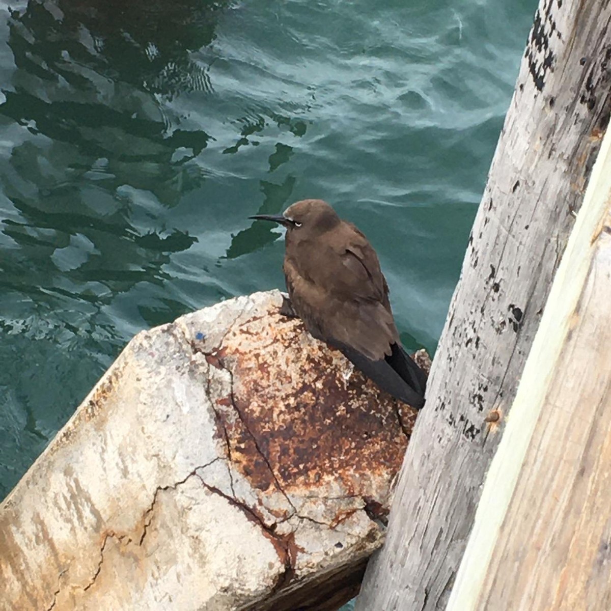 Brown Noddy - ML182192711