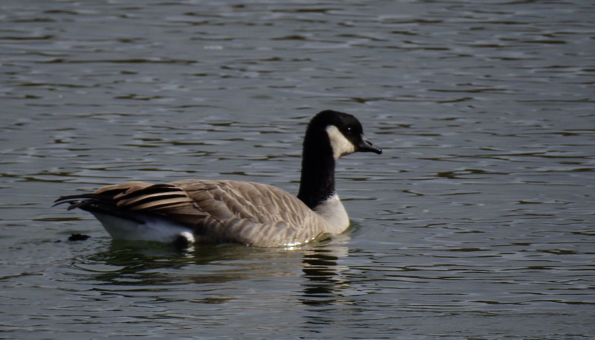 Cackling Goose - ML182192841