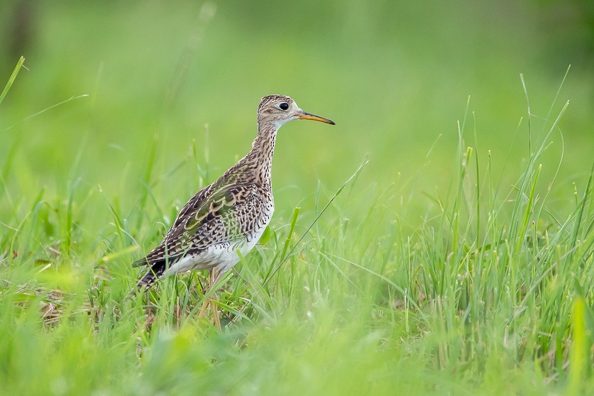 Upland Sandpiper - Richard Lakhan