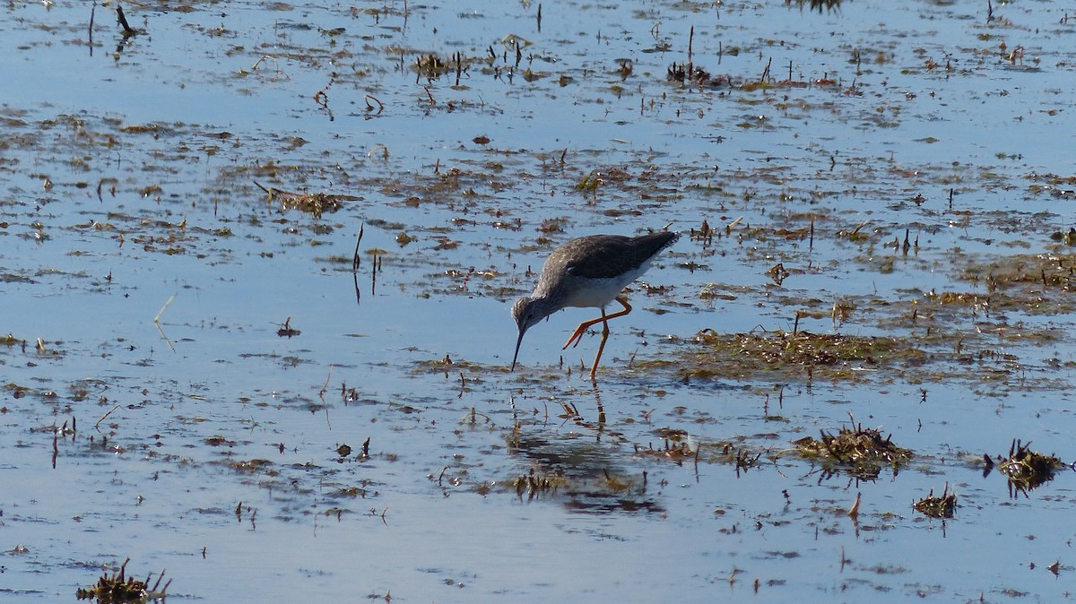Lesser/Greater Yellowlegs - Leona Ryter