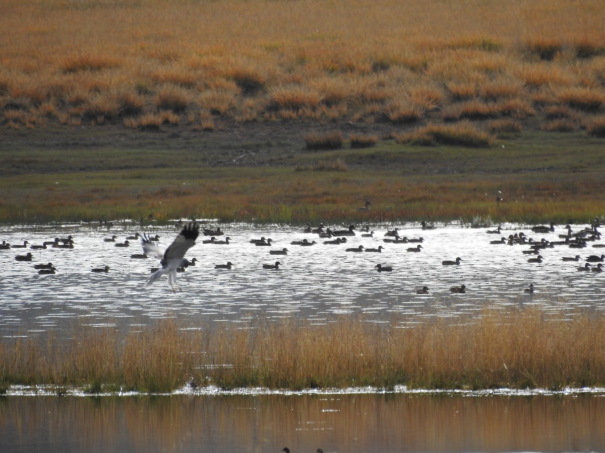 Hen Harrier - ML182199631