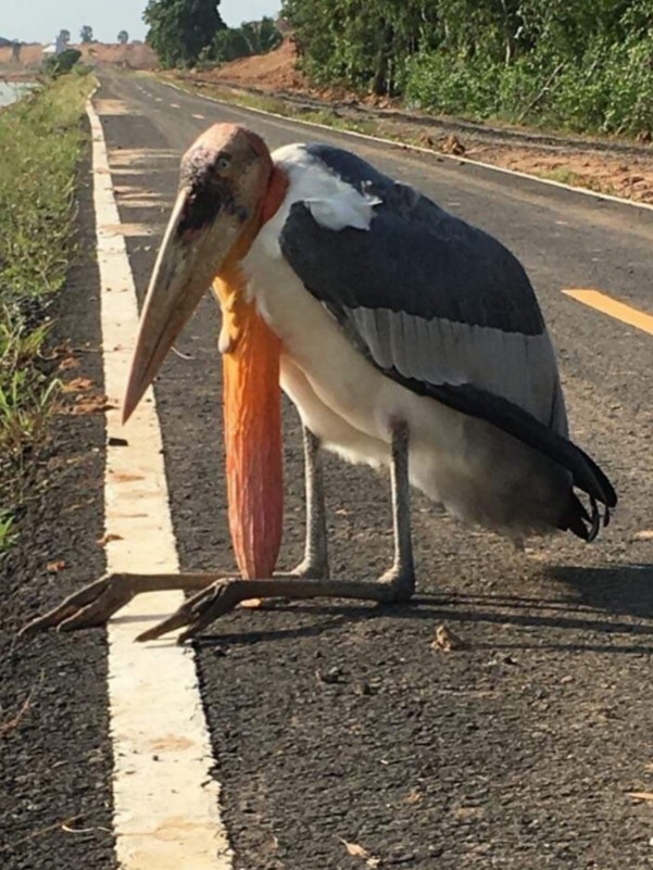 Greater Adjutant - ML182200771