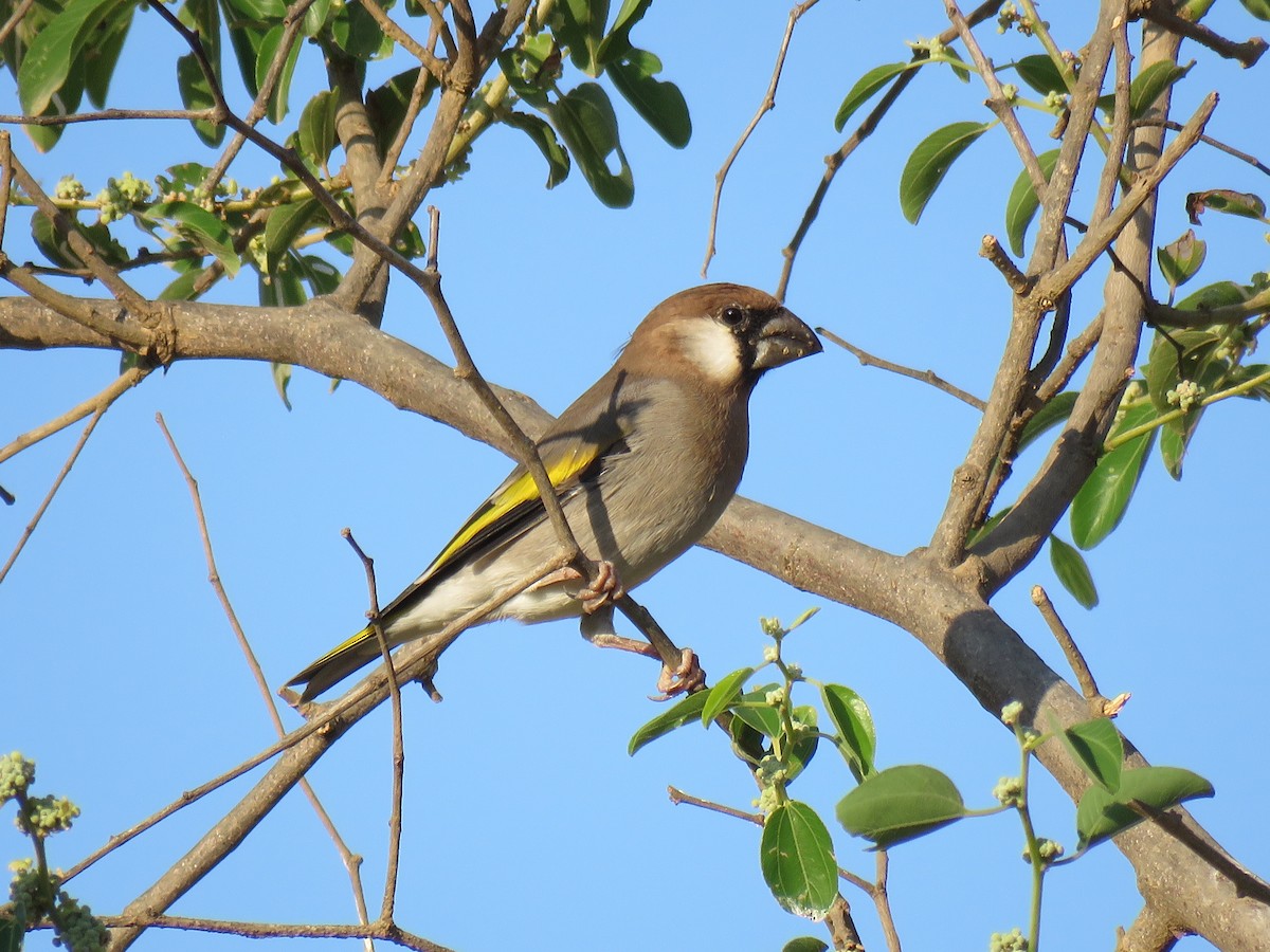 Arabian Grosbeak - Thomas Brooks