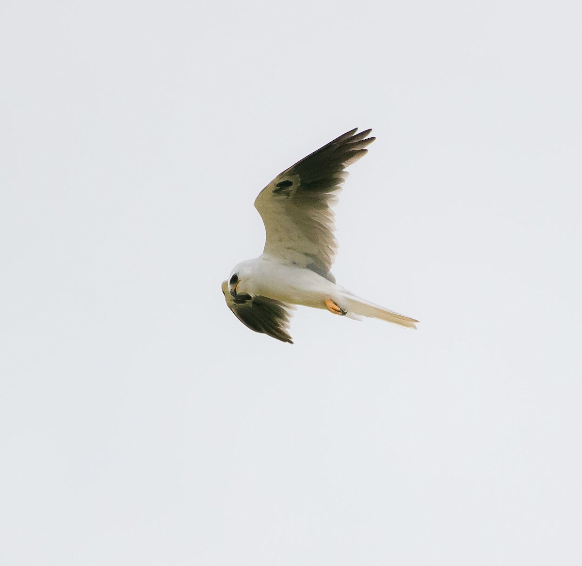 White-tailed Kite - ML182202241