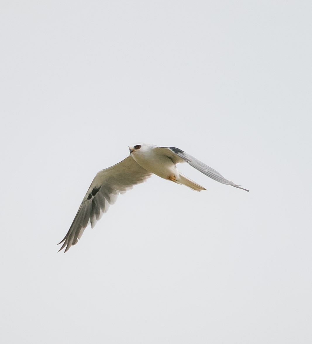 White-tailed Kite - ML182202341