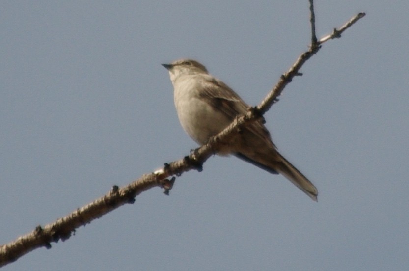 Townsend's Solitaire - ML182202791