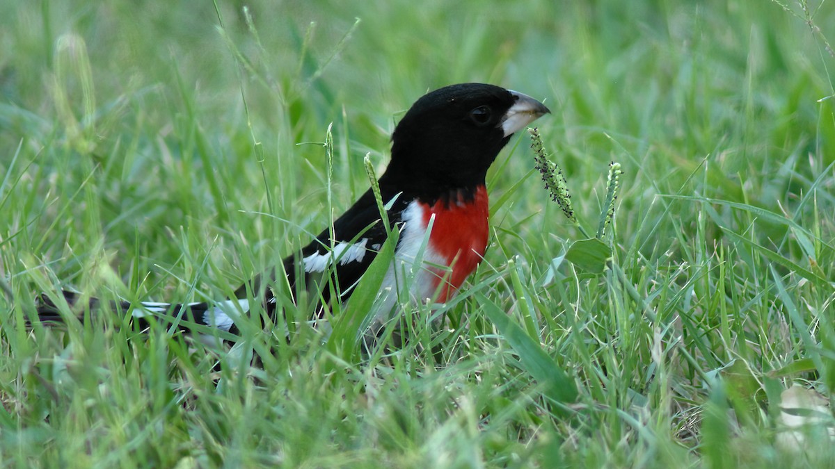 Rose-breasted Grosbeak - ML182204971