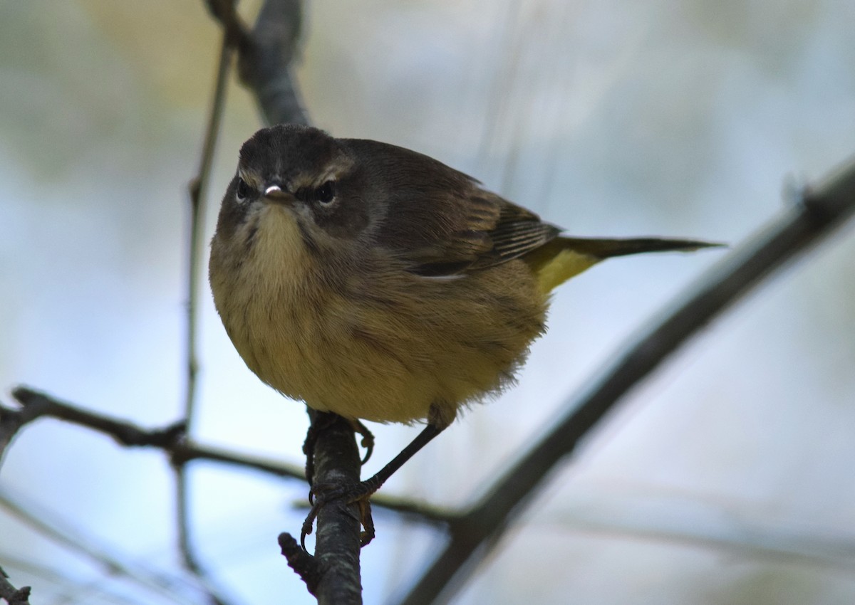 Palm Warbler - ML182207121