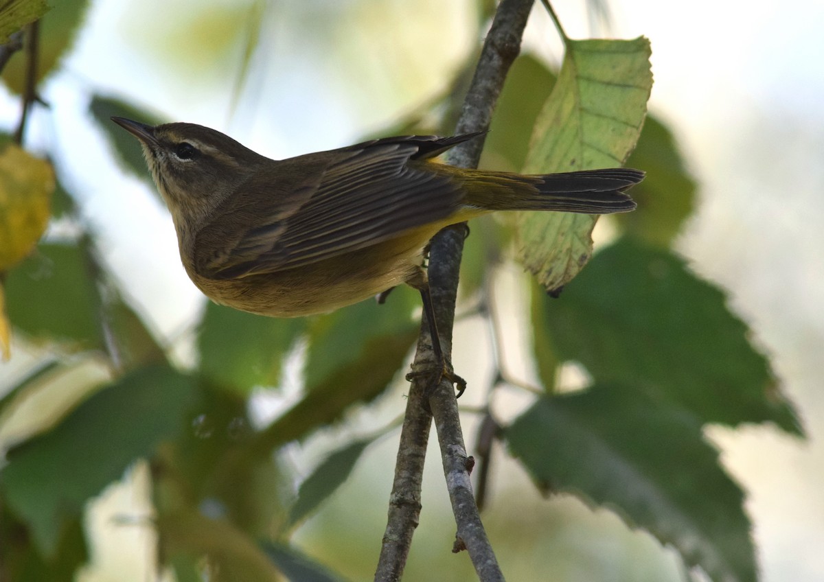 Palm Warbler - ML182207141