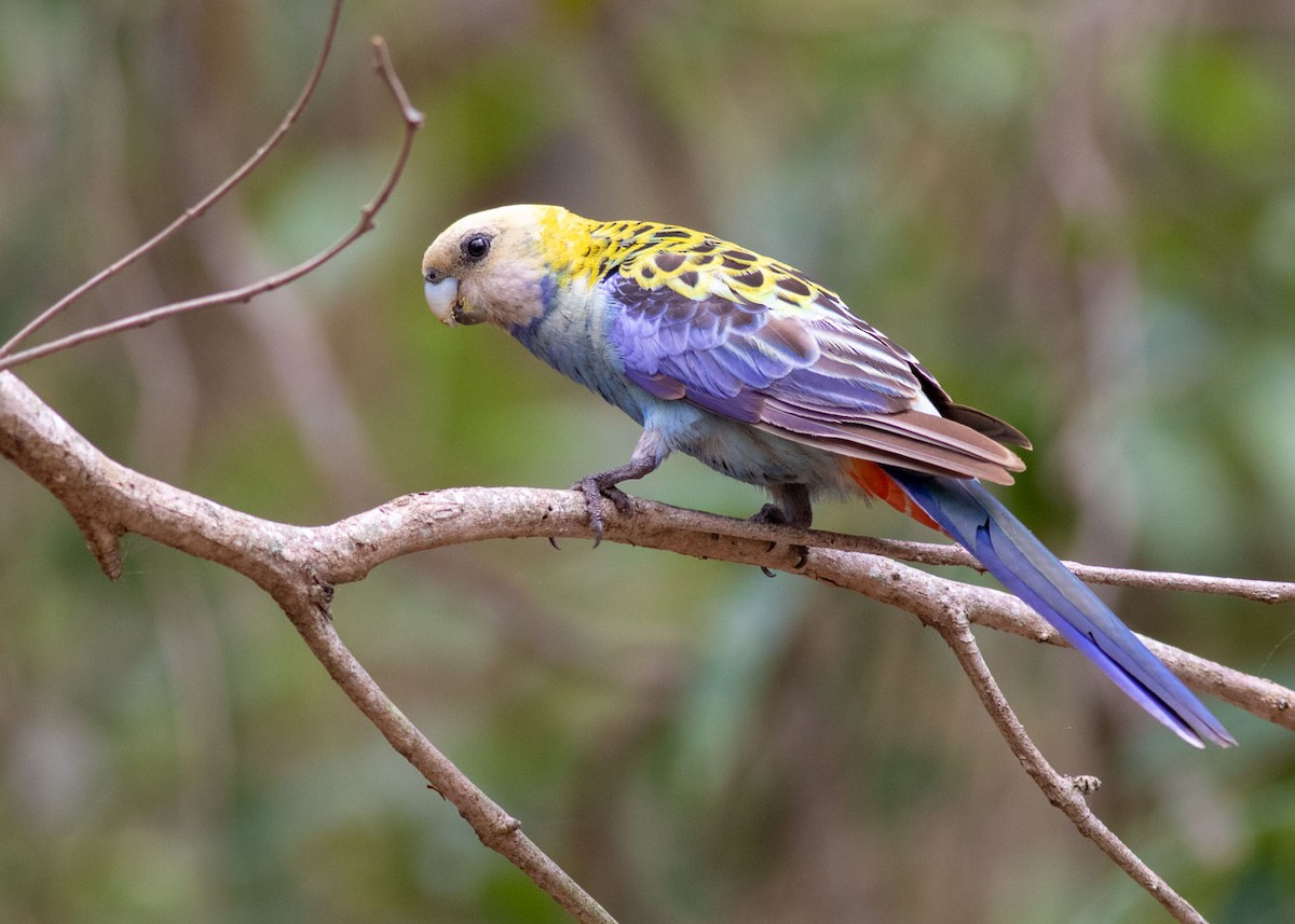 Pale-headed Rosella - Stephen Murray