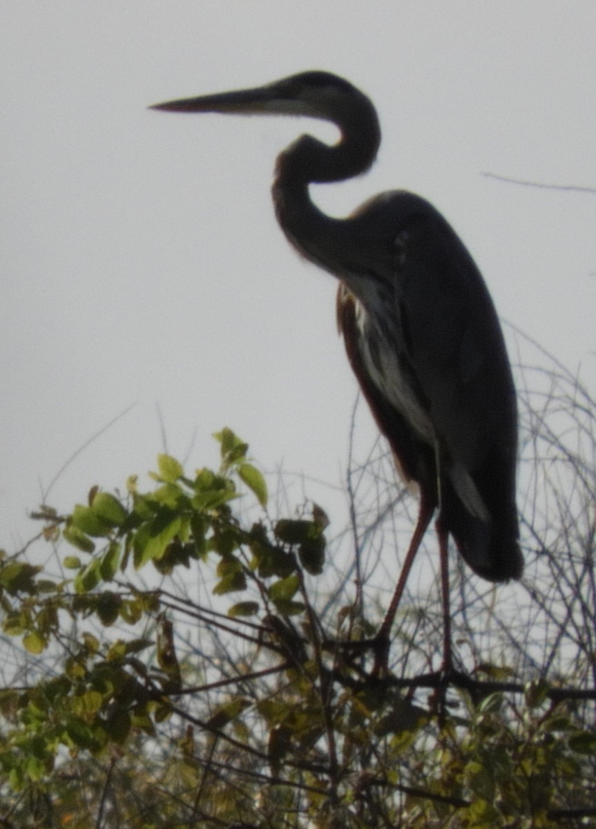 Great Blue Heron - ML182210221