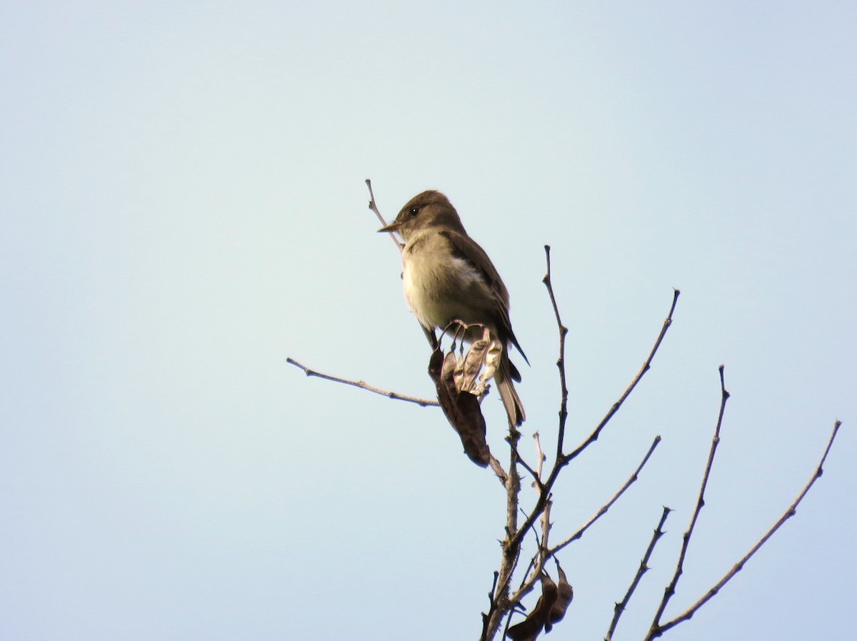 Western Wood-Pewee - ML182211161