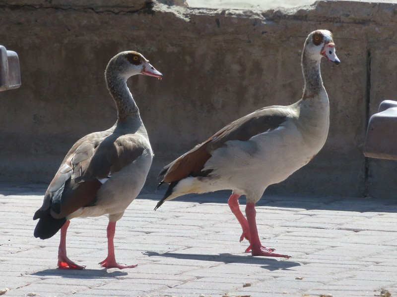 Egyptian Goose - ML182213501