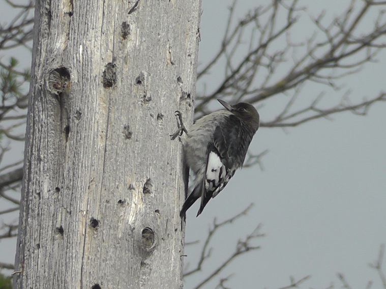 Red-headed Woodpecker - ML182215231