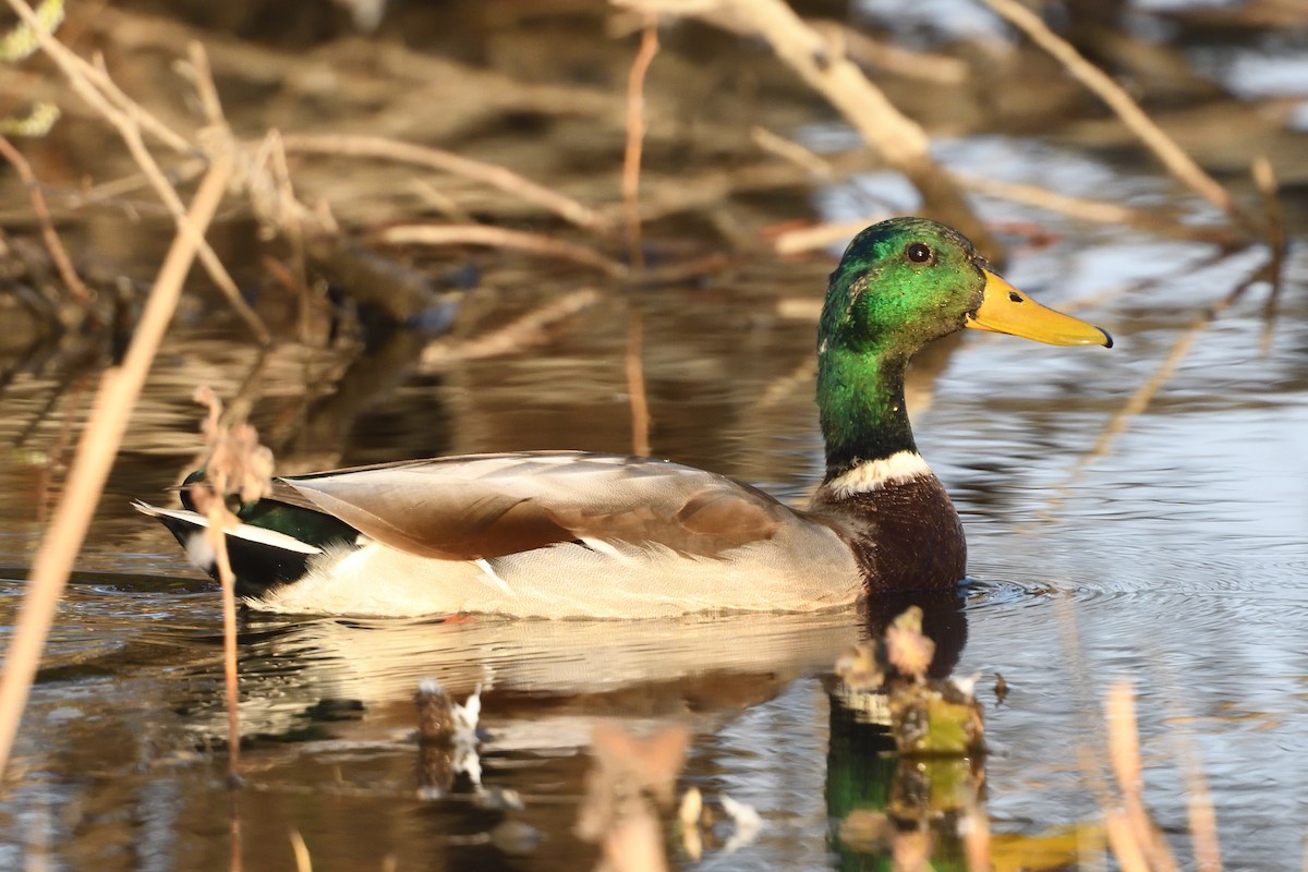 Mallard - Song Yu