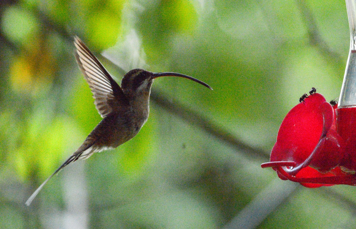 Long-billed Hermit (Central American) - ML182217271