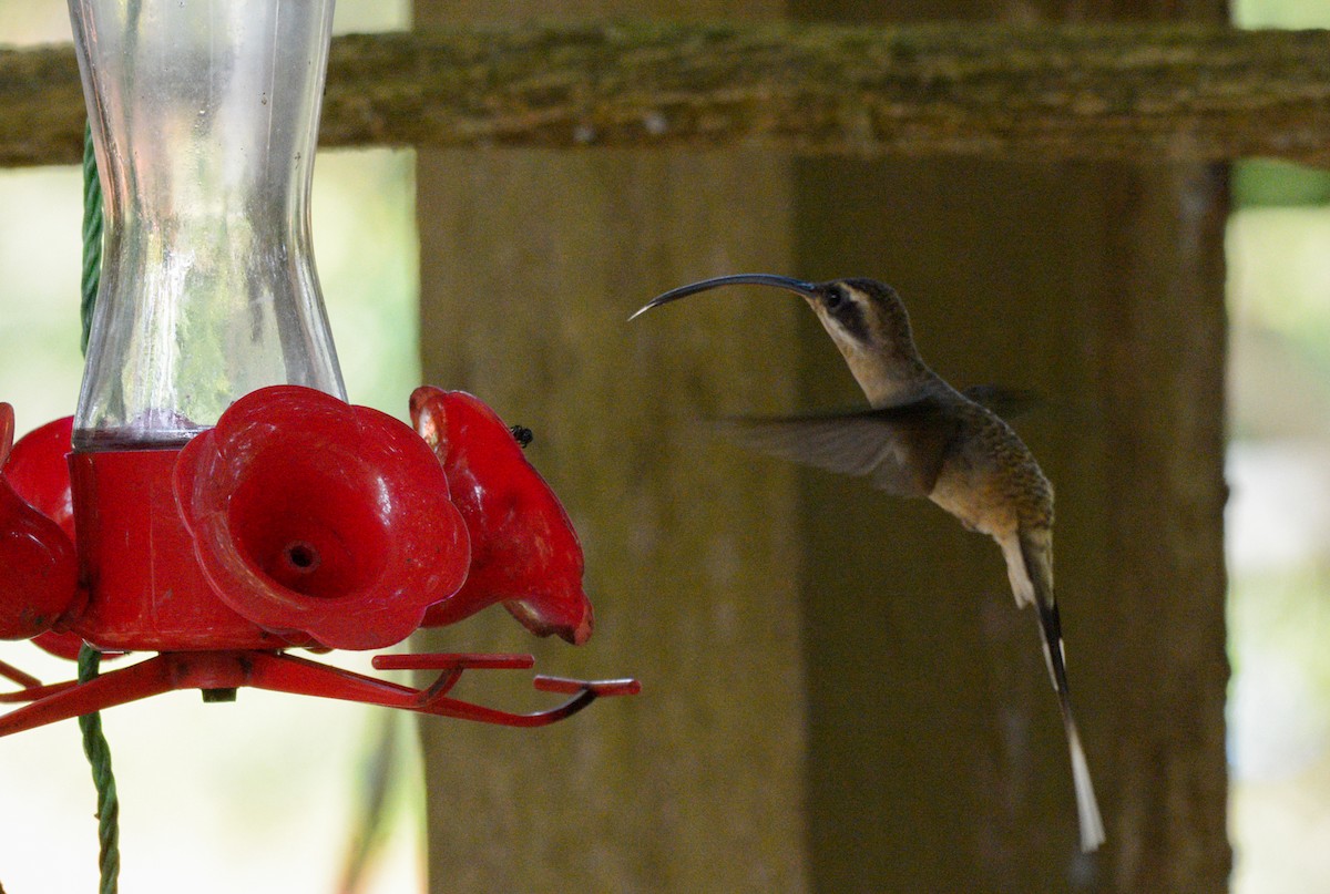 Long-billed Hermit (Central American) - ML182218631