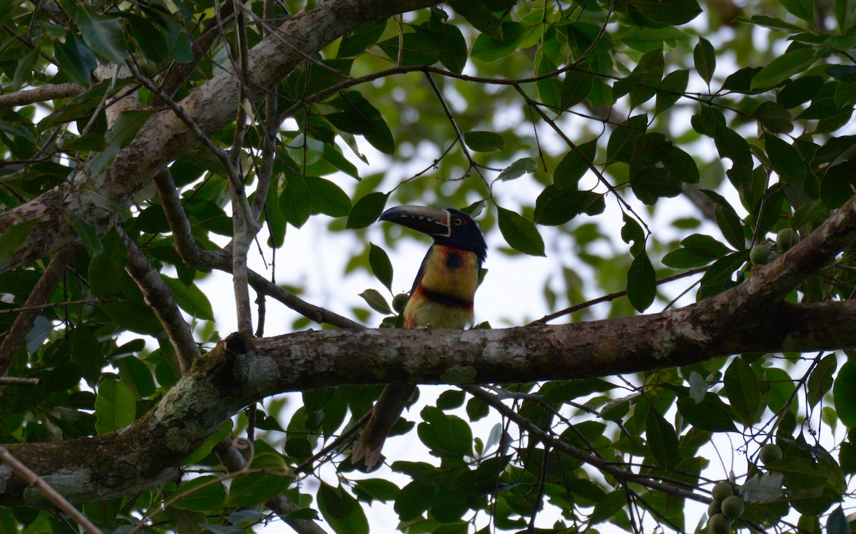 Collared Aracari (Collared) - ML182218791