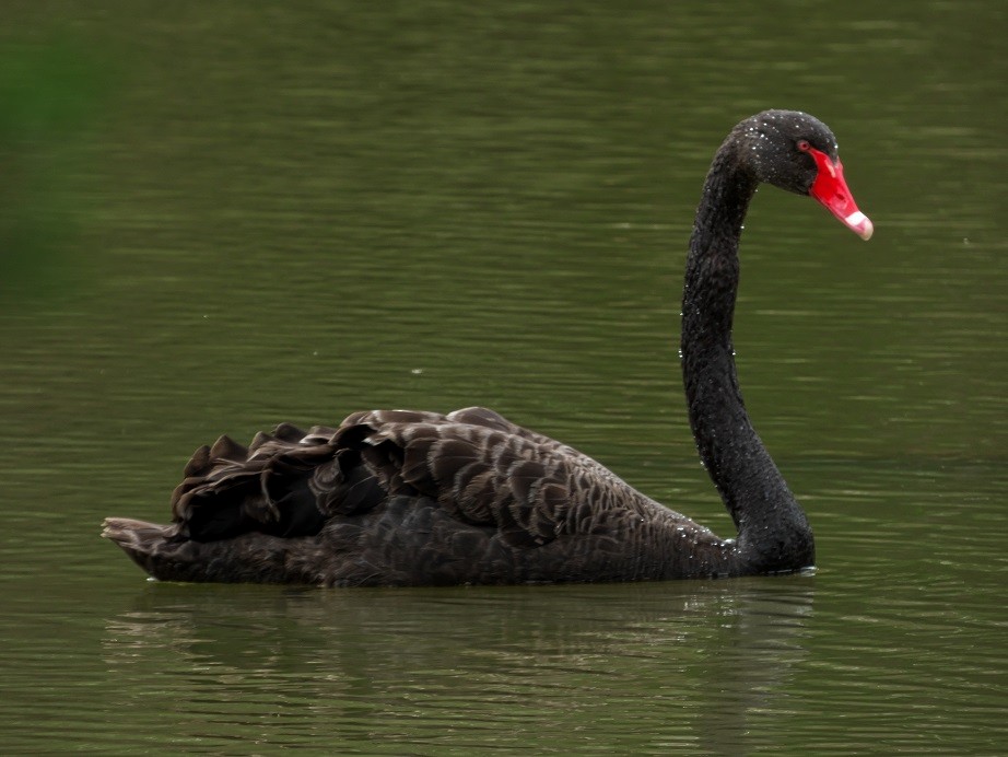 Black Swan - Alfons  Lawen