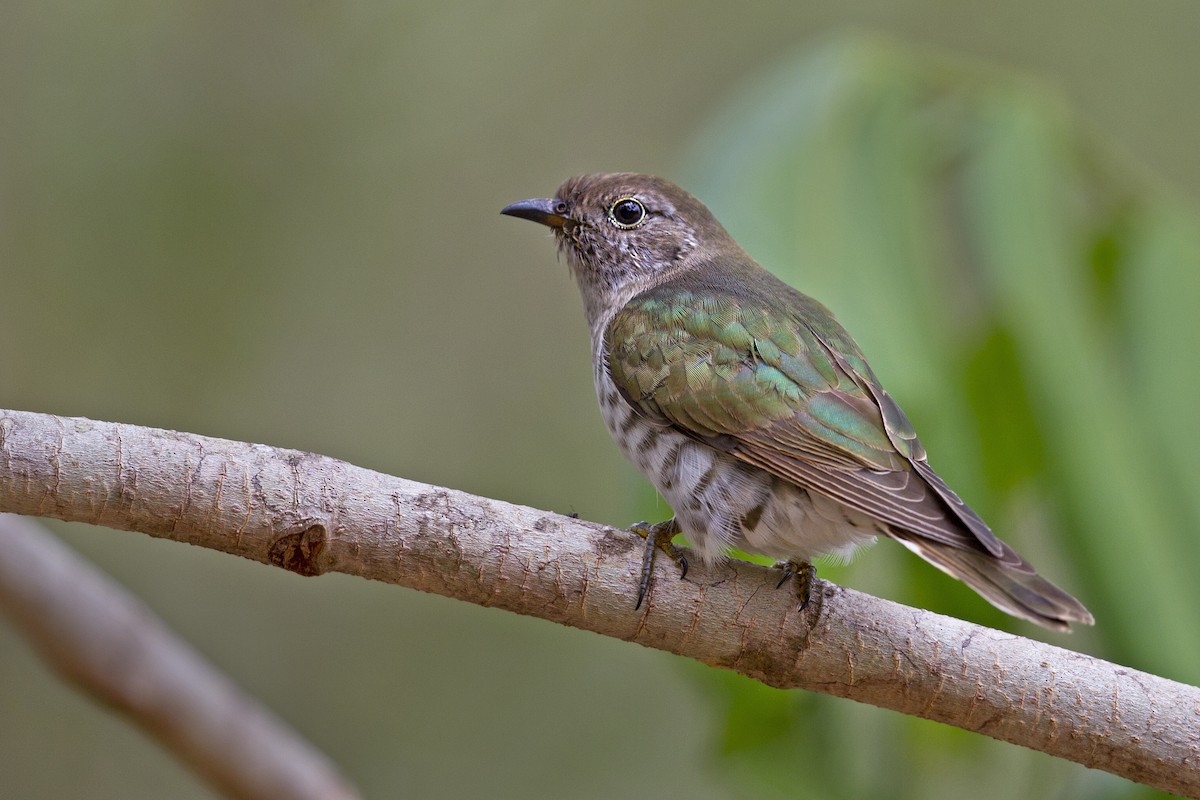 Shining Bronze-Cuckoo - Mat Gilfedder