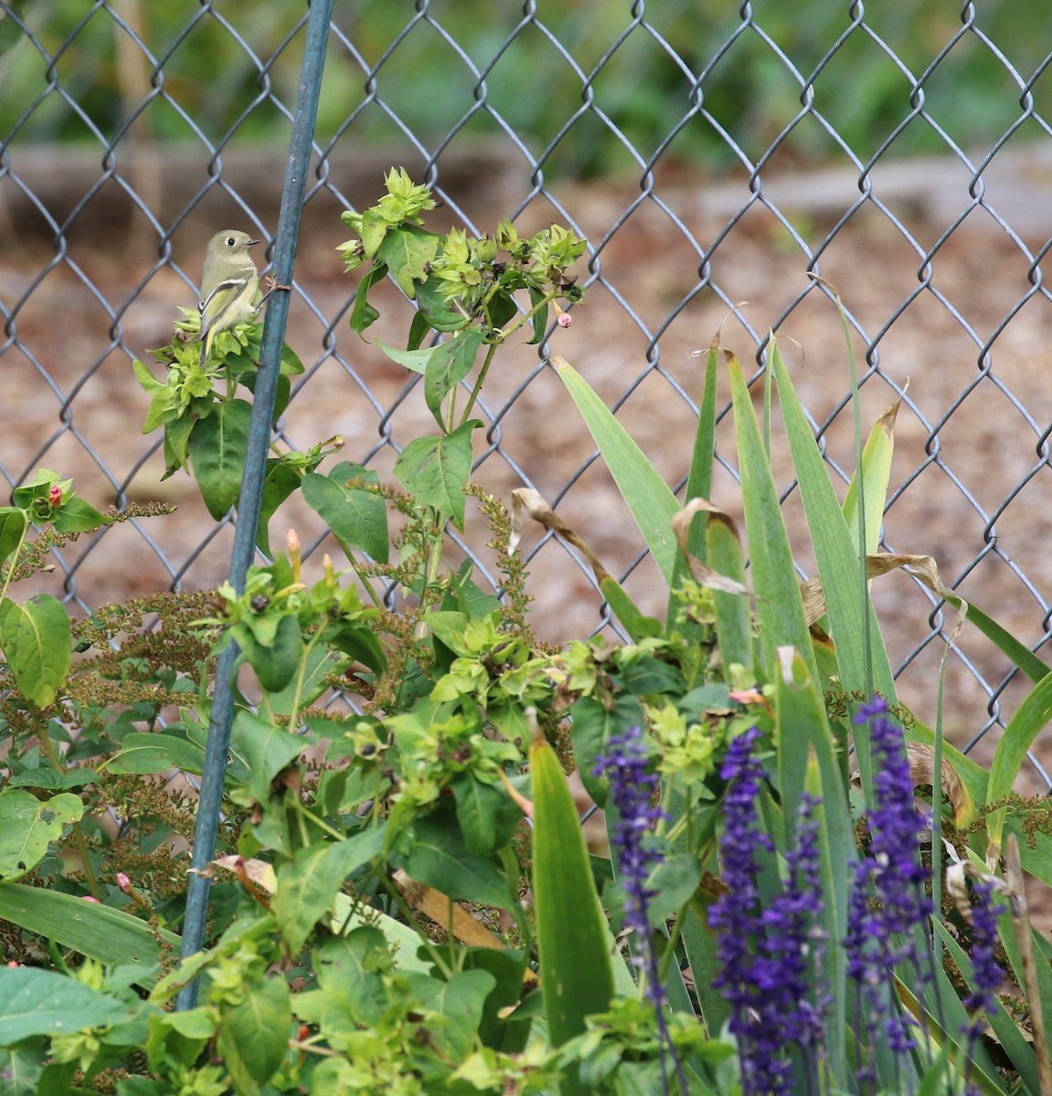Ruby-crowned Kinglet - ML182222441