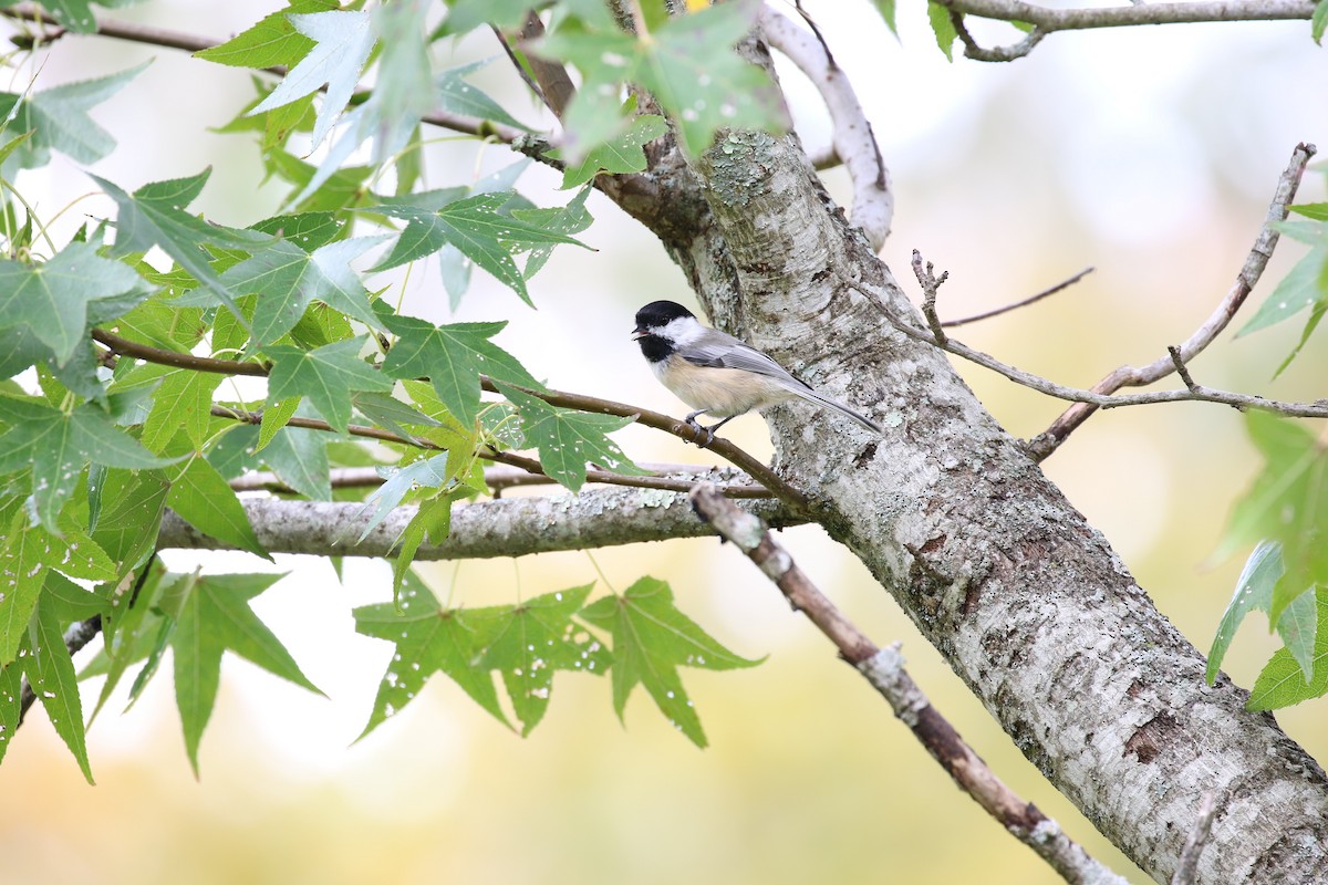 Black-capped Chickadee - ML182222581