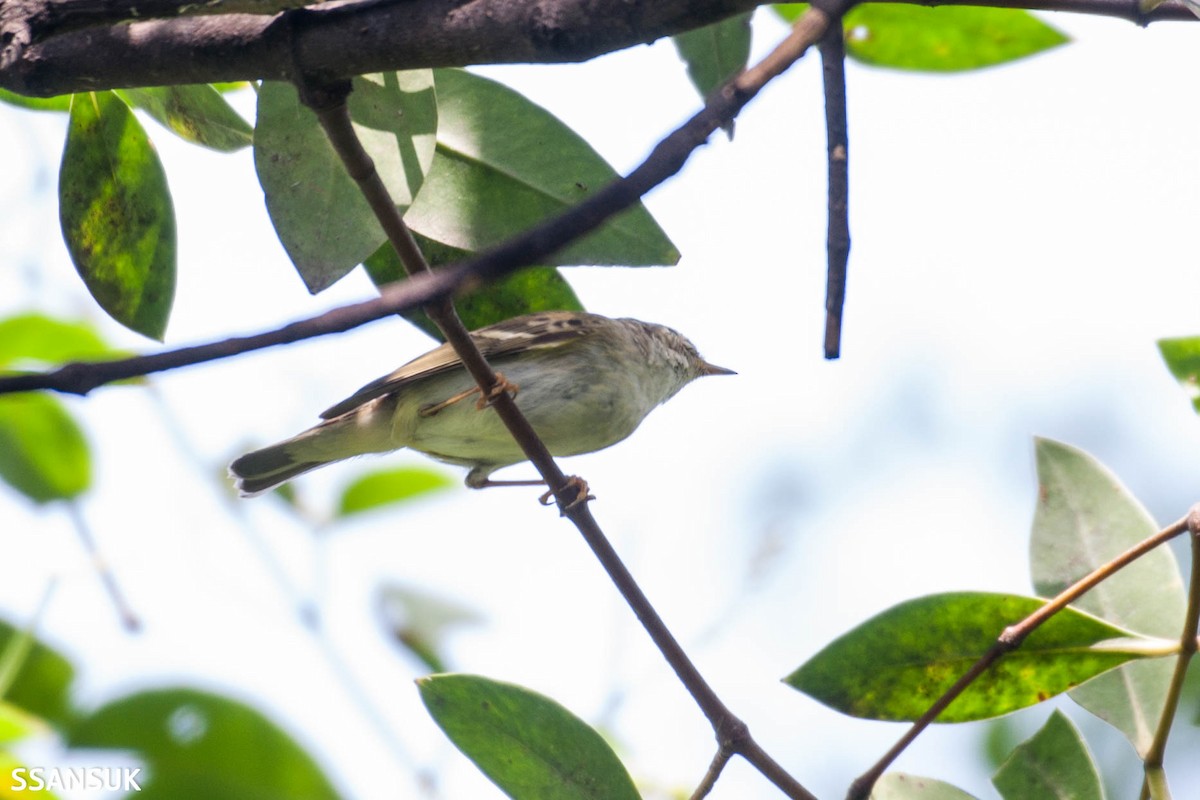 Yellow-browed Warbler - ML182228571