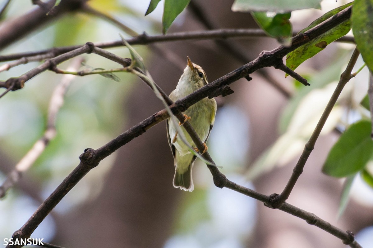 Yellow-browed Warbler - ML182228581