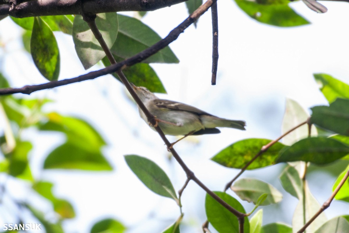 Yellow-browed Warbler - ML182228591