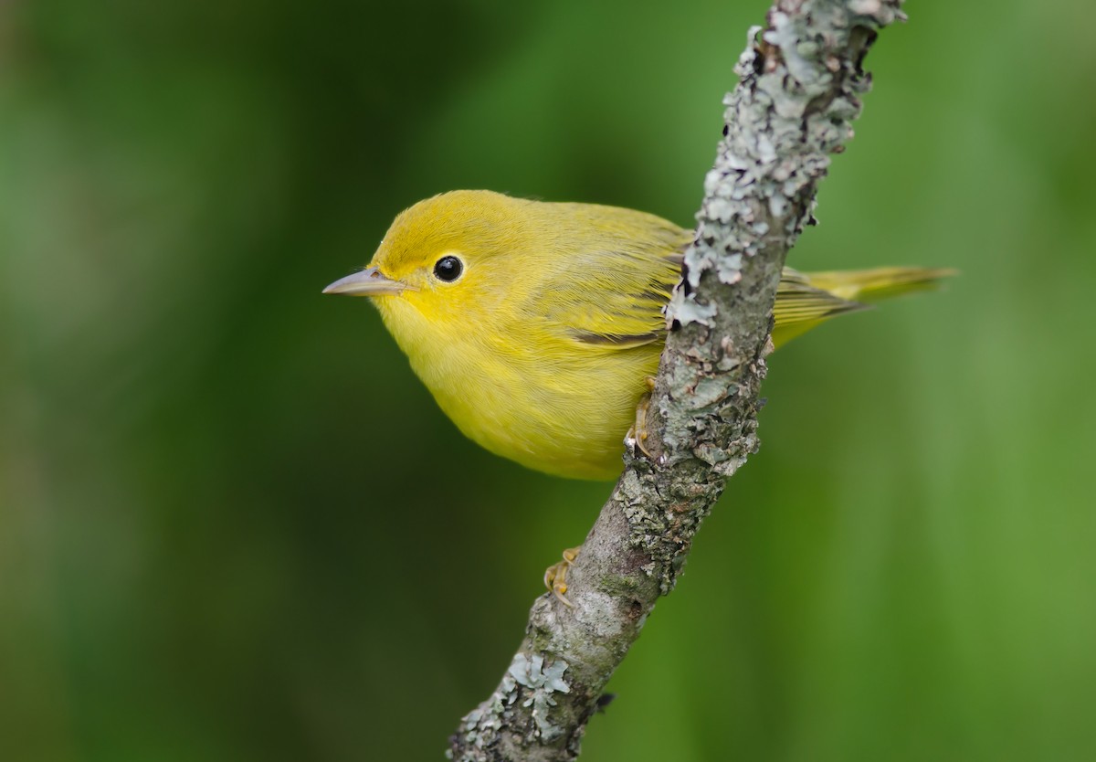 Yellow Warbler - ML182231491