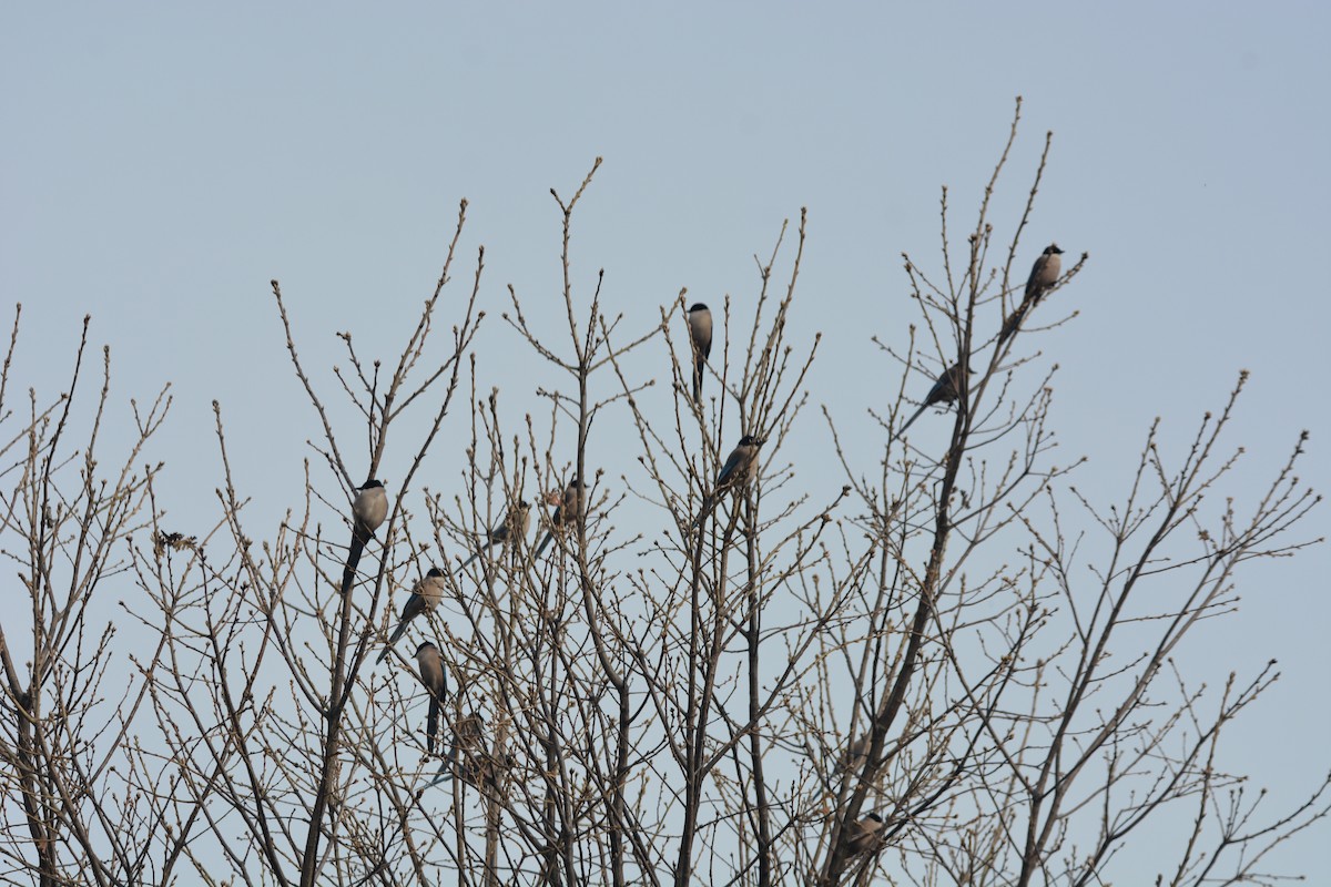 Iberian Magpie - ML182233691