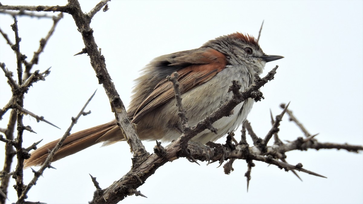 Pale-breasted Spinetail - ML182234381