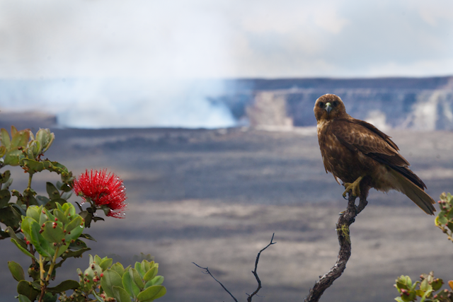 Hawaiian Hawk - ML182234391