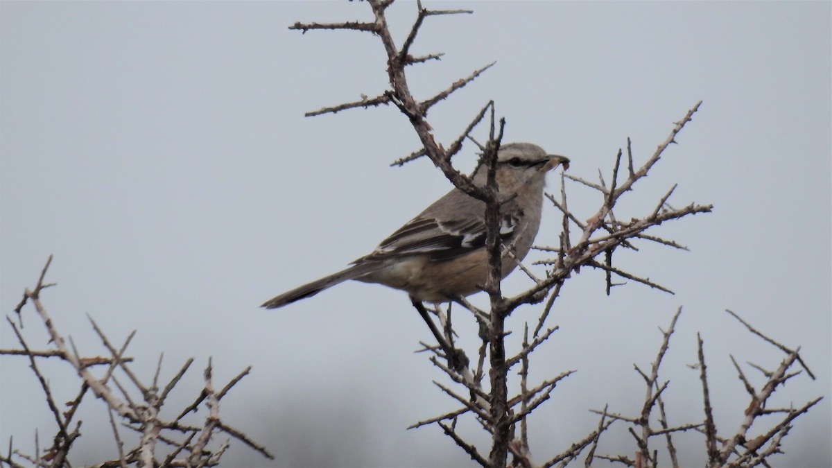 Patagonian Mockingbird - ML182235101