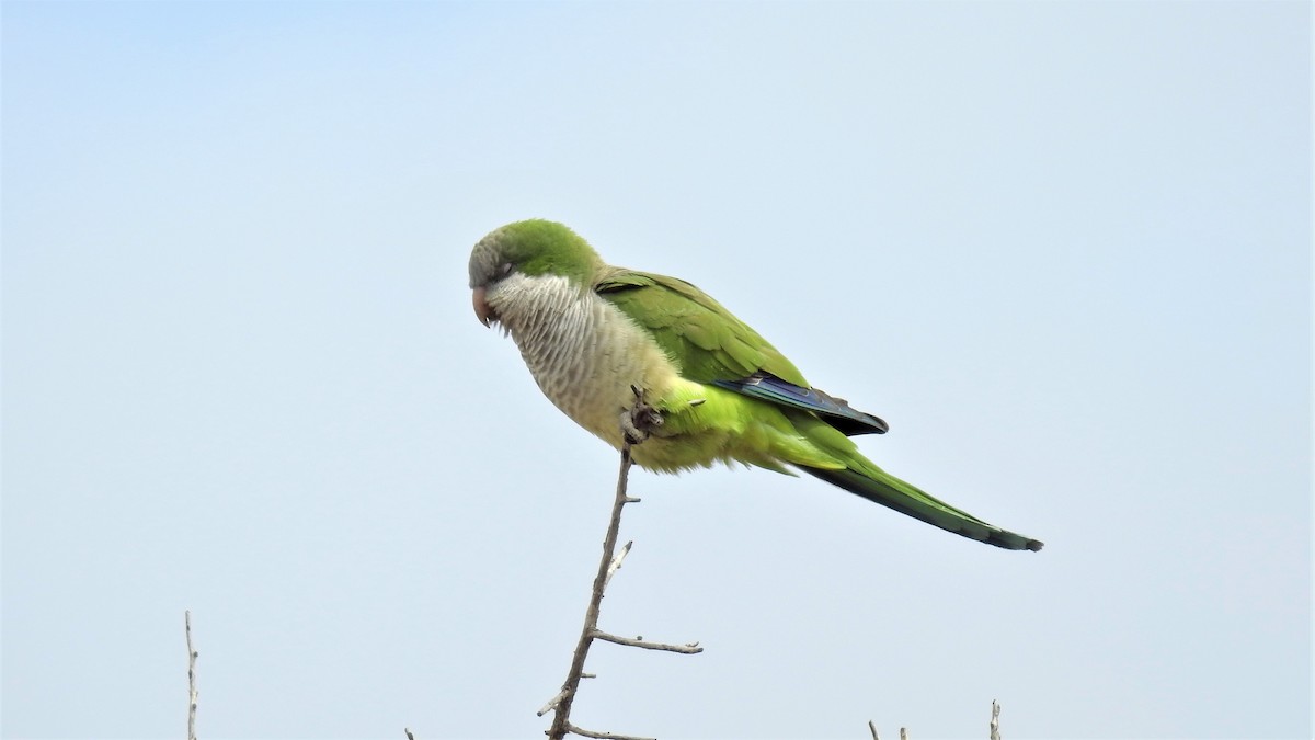 Monk Parakeet - ML182235281