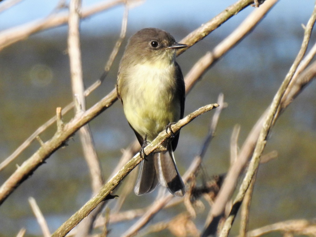 Eastern Phoebe - ML182236651