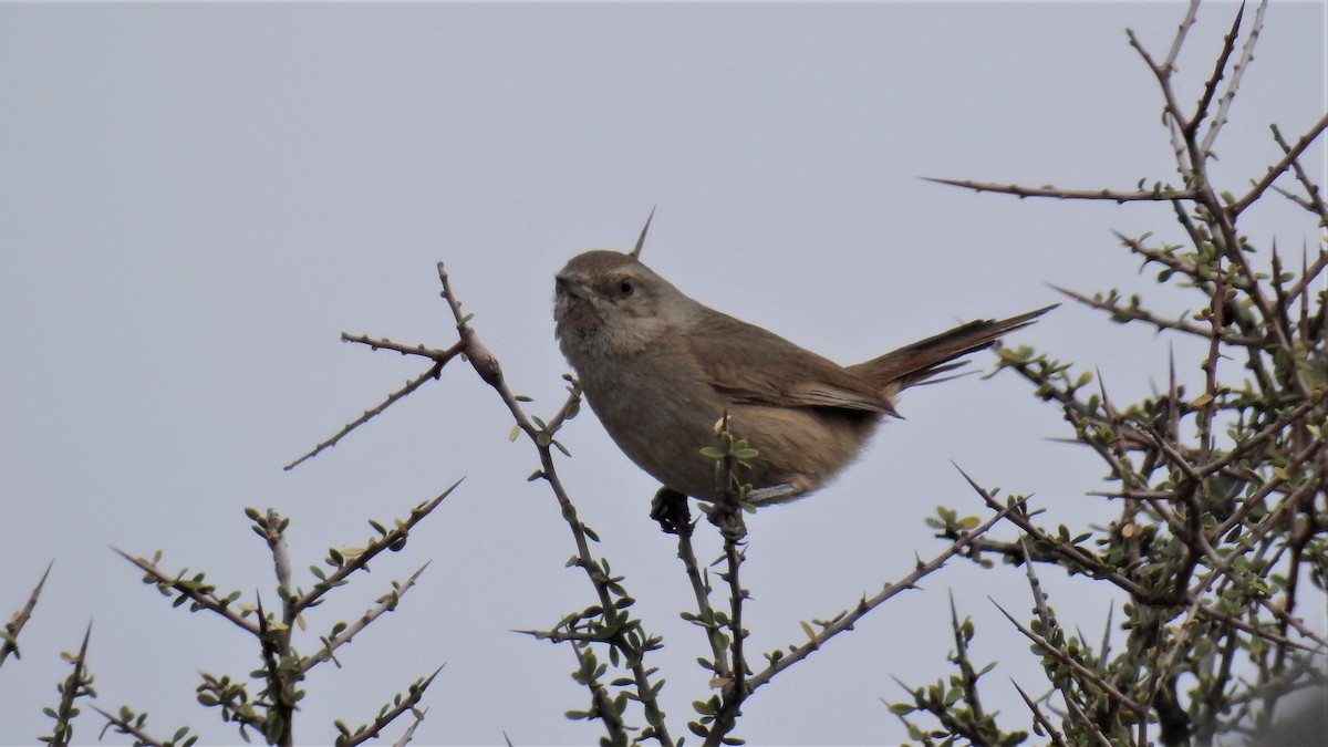 Short-billed Canastero - Pablo Alejandro Pla