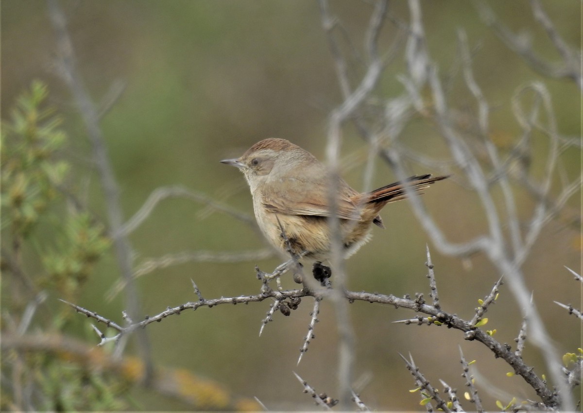 Short-billed Canastero - Pablo Alejandro Pla