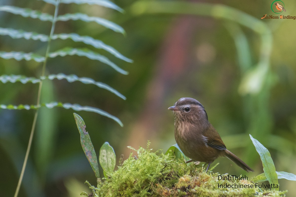 Indochinese Fulvetta - Dinh Thinh
