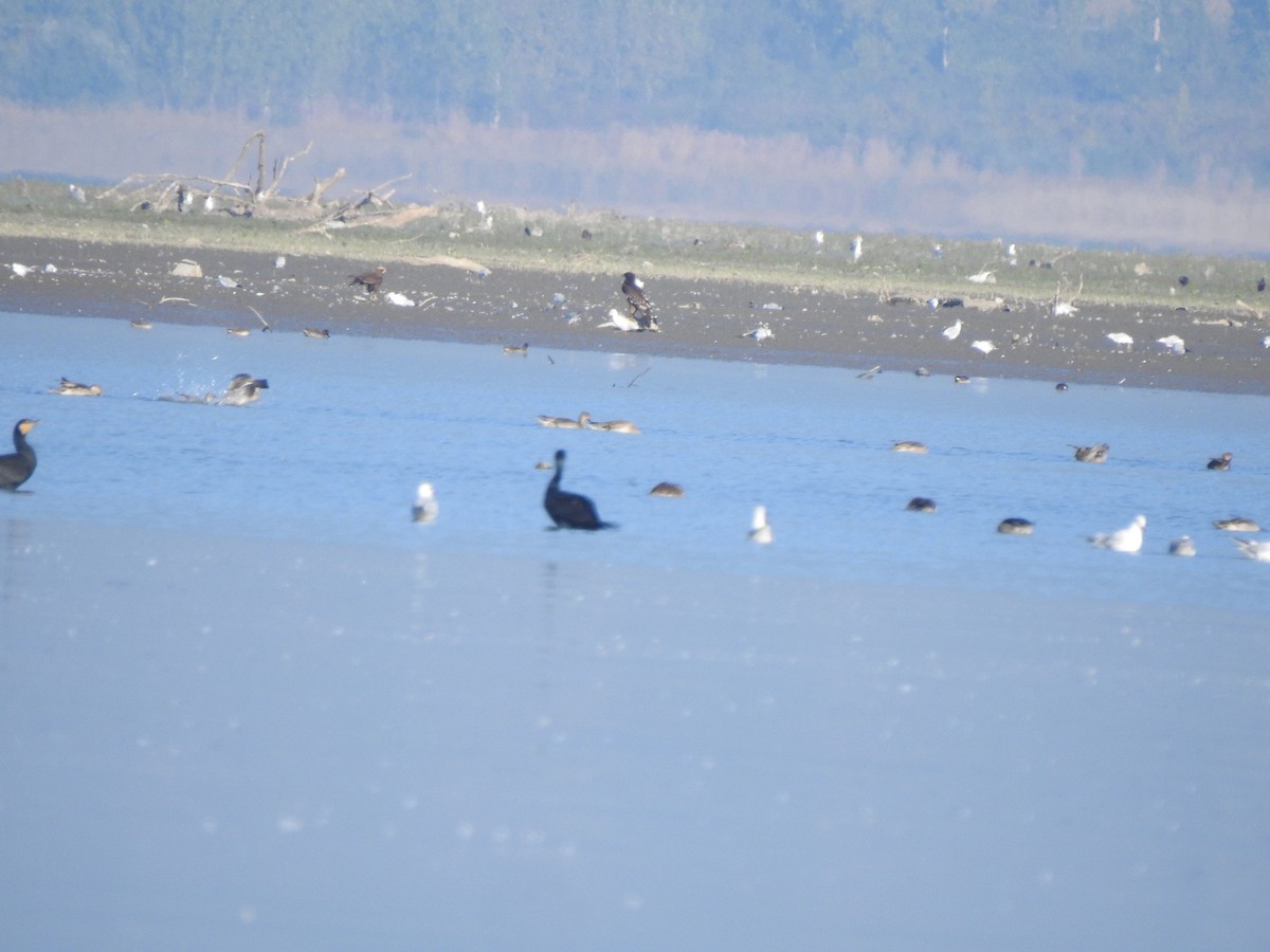 Greater Spotted Eagle - ML182243071