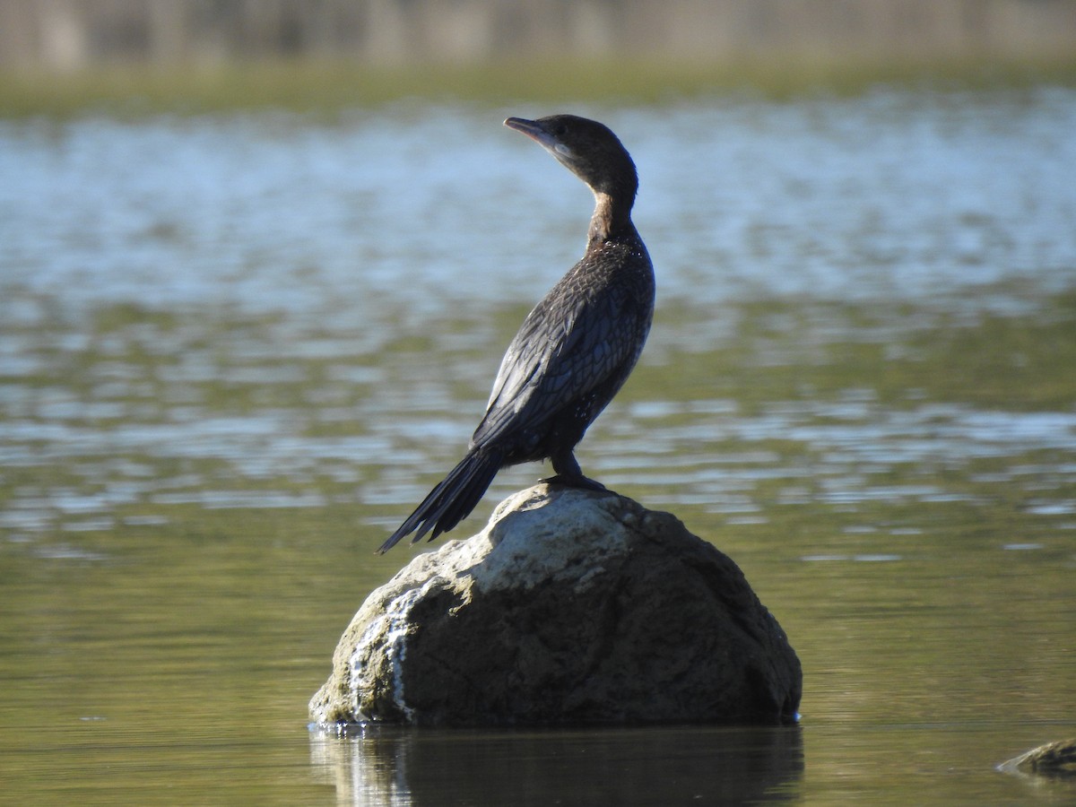 Pygmy Cormorant - ML182244091